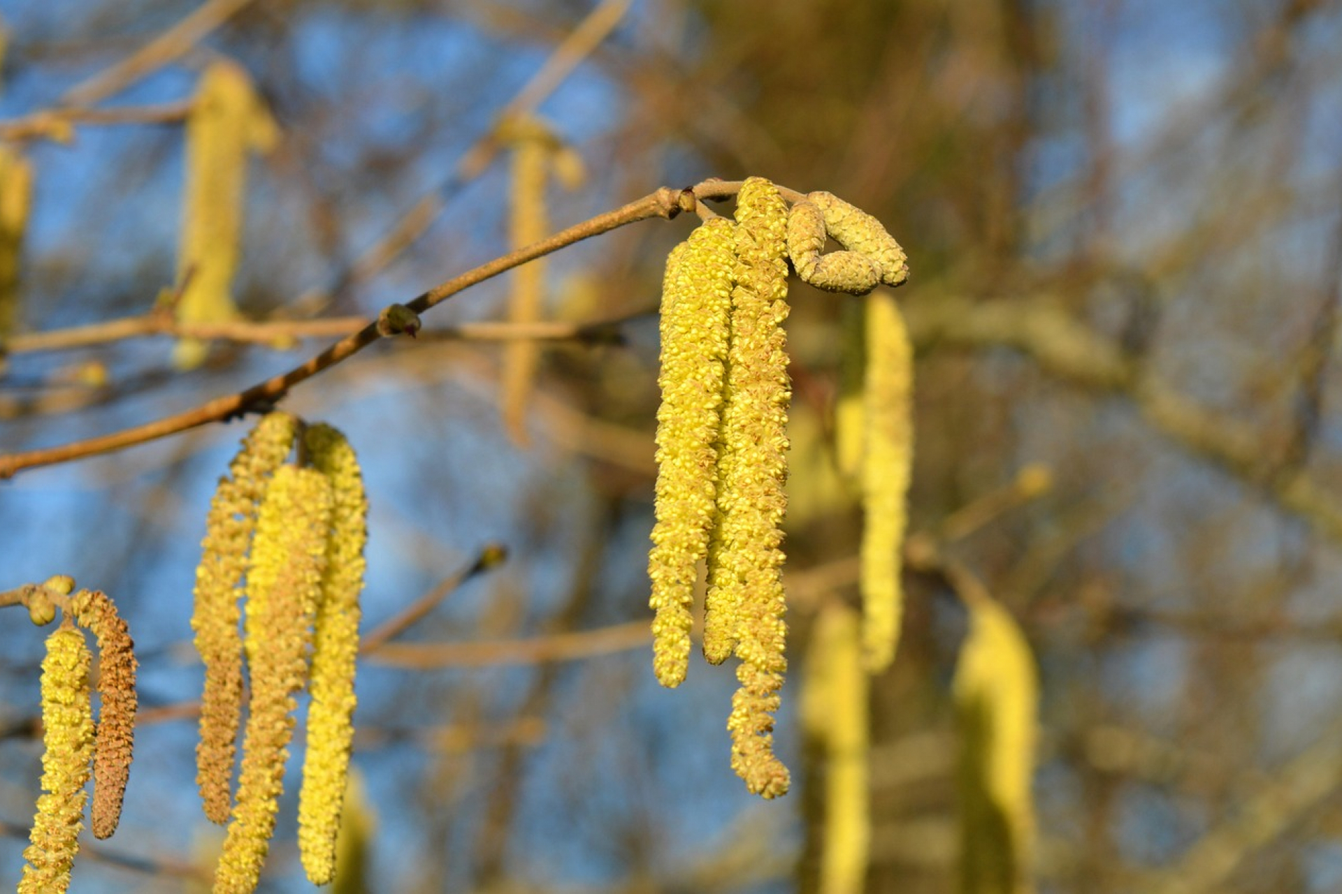 Allergia a szezon előtt — hogyan készüljünk fel a pollenekre?