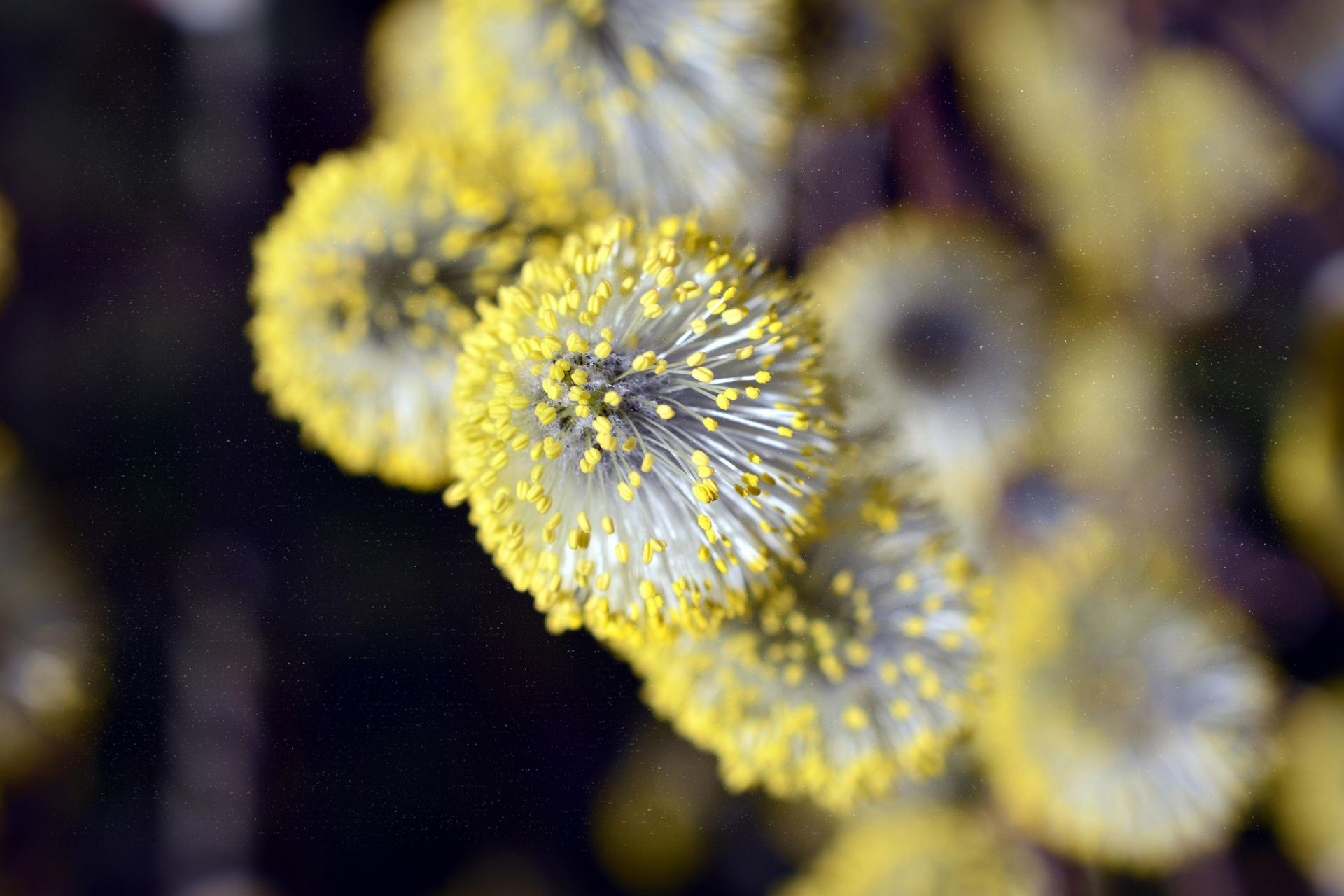 Pollen–keresztallergiák: miért viszket a szája bizonyos gyümölcsöktől?